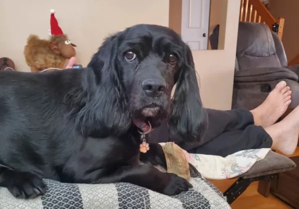 Miss Darling Art - Oeuvre sur mesure photo originale